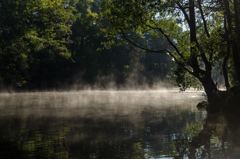 Brume dans un sous-bois &agrave; contre-jour